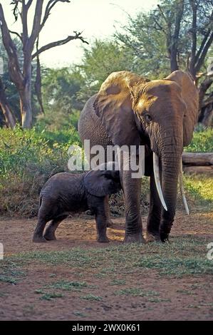 Afrikanische Elefanten, die ein Kalb pflegen Stockfoto