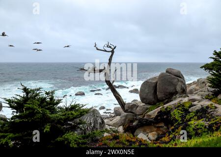 Die Geisterbäume am Pescadero Point Pebble Beach, Kalifornien an einem regnerischen Tag. Stockfoto