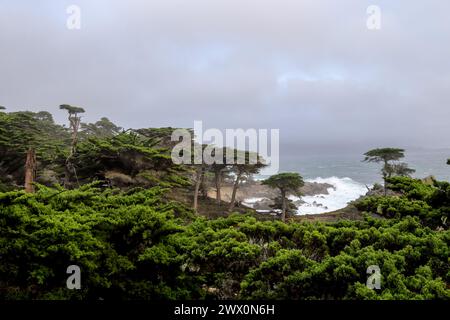 Die Geisterbäume am Pescadero Point Pebble Beach, Kalifornien an einem regnerischen Tag. Stockfoto