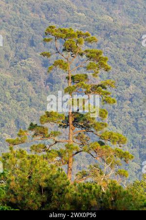 Drei Nadelkiefer Pinusy kesiya, die aus den umliegenden Wäldern an steilen Berghängen im Doi Pha Hom Pok Nationalpark, Chiang Mai, Thailand, auftauchen Stockfoto