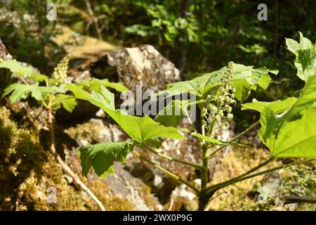 Devil's Club (Oplopanax horridus) in der Nähe von Squamish, British Columbia Stockfoto