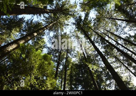 Der alte Mammutbaumwald in Lynn CA Stockfoto