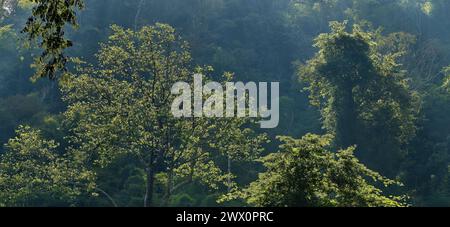 Hinterleuchtete Bäume in Dschungelvegetation im Tal unterhalb von Wat Tham Pha Plong, Chiang Dao, Chiang Mai, Nord-Thailand Stockfoto