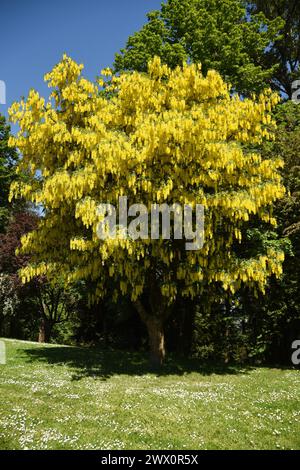 Ein Laburnum (Golden Chain Tree) in voller Blüte in Vancouver, BC Stockfoto