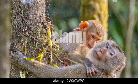 Ausgewachsenes Weibchen und unreifer nördlicher Schwanzmakaken (Macaca leonina) auf einem Baum im Khao Yai Nationalpark Thailand Stockfoto