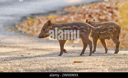 Zwei hinterleuchtete, gestreifte eurasische Wildferkel überqueren eine Straße im Norden Thailands Stockfoto