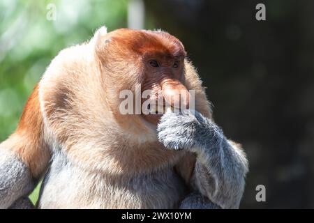 Der Proboscis-Affe (nasalis larvatus) oder langnasiger Affe ist ein rötlich-brauner Arborealaffe der Alten Welt mit einer ungewöhnlich großen Nase. Es ist endemisch Stockfoto
