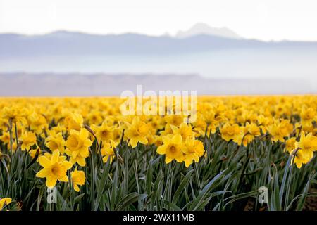 WA24729-00... WASHINGTON - Narzissen-Feld im Skagit Valley. Stockfoto