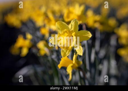 WA24731-00....WASHINGTON - Narzissen-Feld im Skagit Valley. Stockfoto