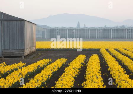 WA24734-00....WASHINGTON - Narzissen-Feld und Gewächshäuser der Washington Bulb Company im Skagit Valley. Stockfoto
