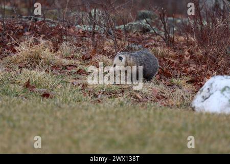 Ein Opossum, das am frühen Morgen erkundet Stockfoto