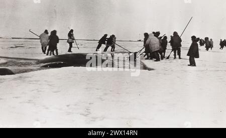 Originalunterschrift: PT. Barrow, Alaska. Eskimos (Inuits), die einen Wal beherbergen. Der Wal liefert den größten Teil des Treibstoffs, der von den Eskimos Ca verwendet wird. 1930er Jahre Stockfoto