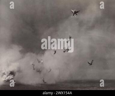 Tauben, die während eines Trainings in ft. Monmouth, New Jersey, CA. 1939 Stockfoto
