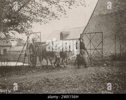 Französische Bauernfrau, die ihr Ochsenteam anführt. 1917-1919 Stockfoto