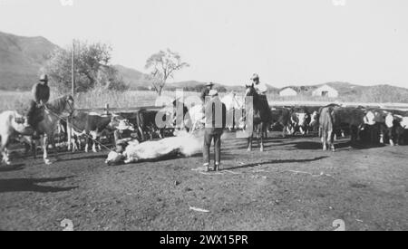 Viejas Band of Kumeyaay Indians: Foto von Cowboys während des Rinderbrandings auf der Baron Long Ranch CA. 1936-1942 Stockfoto