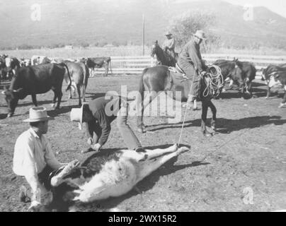 Viejas Band of Kumeyaay Indians: Foto des Rinderbrandings auf der Baron Long Ranch CA. 1936-1942 Stockfoto