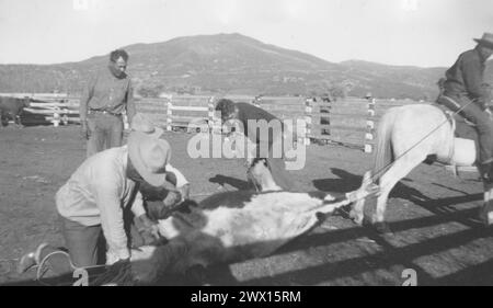 Viejas Band of Kumeyaay Indians: Foto von Cowboys bei einem Rinderbrand auf der Baron Long Ranch CA. 1936-1942 Stockfoto