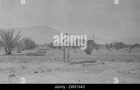 Torres-Martinez Desert Cahuilla Indians, Kalifornien: Foto eines Young Date Palm Garden ca. 1936-1942 Stockfoto
