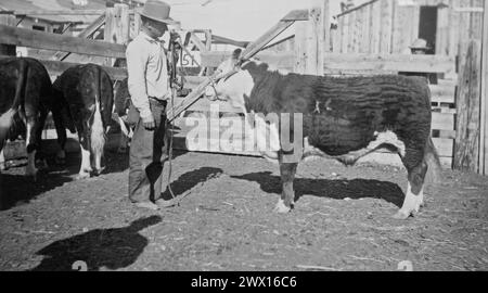 Cowboy auf einer Ranch in Wyoming, neben einer Hereford-Kuh oder einem Bullen. 1940er Jahre Stockfoto