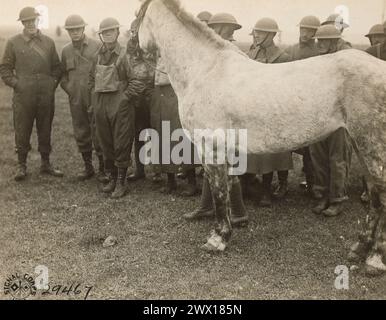 Soldaten stehen neben einem Pferd mit Gasmaske an der Chemikalienschule in Chaumont France CA. 1918 Stockfoto