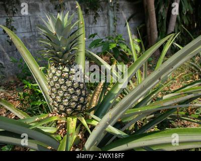 Junge Ananasfrucht auf Baumpflanze mit natürlichem grünen Hintergrund, leckere tropische Früchte auf dem Ackerland Stockfoto