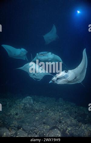 Riffmantas, Mobula alfredi, Filterfütterung von Plankton, angezogen von Lichtern, die nachts auf einem Wasserschwimmer aufgehen, Makako Bay, Keahole, Kona, Hawaii Stockfoto