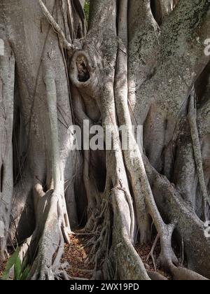 Banyan Tree in Fort Myers Florida auf den Winterresidenzen Edison und Ford. Stockfoto