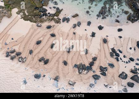 Aus der Vogelperspektive grüne Meeresschildkröten, Chelonia mydas (bedrohte Arten), die sich am Strand sonnen, Krabbeln und Spuren zeigen, im Ho'okipa Beach Park, Maui, Hawaii Stockfoto
