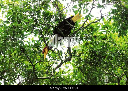 Ein Noppenhornschnabel (Rhyticeros cassidix), der im Tangkoko Nature Reserve, Nord-Sulawesi, Indonesien, lebt. Ein Bericht eines Wissenschaftlerteams unter der Leitung von Marine Joly, der auf Forschungen zwischen 2012 und 2020 basiert, hat ergeben, dass die Temperatur im Tangkoko-Wald um bis zu 0,2 Grad Celsius pro Jahr steigt und die Fruchtfülle insgesamt sinkt. „Steigende Temperaturen, die durch den Klimawandel verursacht werden, können das empfindliche Gleichgewicht der Ökosysteme stören. Viele Arten haben spezifische Temperaturanforderungen für Überleben und Fortpflanzung. Stockfoto