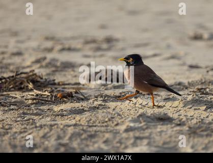 Der Mynah-Vogel läuft ganz nah am Sand entlang Stockfoto