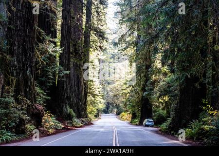 Im Humboldt Redwoods State Park in Caalifornia, USA, ist Car von großen Redwood-Bäumen gespickt. Stockfoto