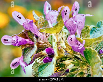 Nahaufnahme einer toten Brennnessel (Lamium purpureum) Stockfoto