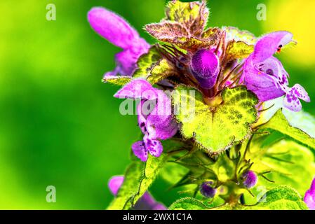 Nahaufnahme einer toten Brennnessel (Lamium purpureum) Stockfoto