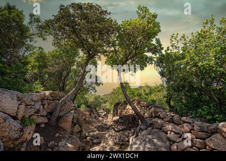 FRANKREICH. CORSE DU SUD, SÜDKORSIKA (2A), MONACIA D'AULLENE, DER HERITAGE TRAIL IST EINE HERVORRAGENDE ROUTE. EINE STEINMAUER FÜHRT DEN SPAZIERGANG FAST ENTLANG. Stockfoto