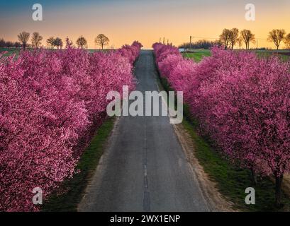 Berkenye, Ungarn - aus der Vogelperspektive blühende rosa wilde Pflaumenbäume entlang der Straße im Dorf Berkenye an einem Frühlingsmorgen mit warmer goldener Sonnenris Stockfoto