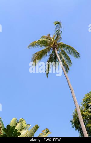 Flacher Blick auf eine einzelne große und üppige Palme vor klarem blauem Himmel an einem sonnigen Tag. Natürlicher tropischer Reise- und Urlaubshintergrund, Kopierraum. Stockfoto