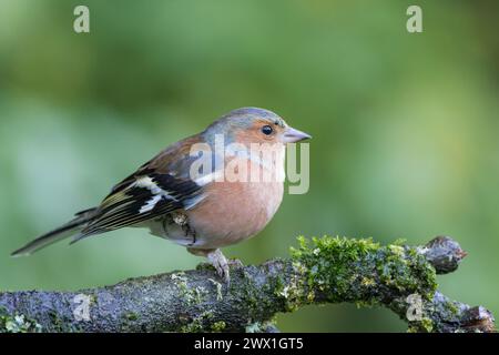 Eurasian Chaffinch [ Fringilla coelebs ] männlicher Vogel auf moosigem Zweig zeigt Symptome von Fringilla Papillomavirus, die die schuppige Infektion auf t verursacht Stockfoto