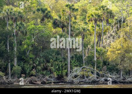 Küstenwald entlang des Intracoastal Waterway in Palm Valley, Florida. (USA) Stockfoto