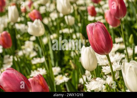 Wunderschöne rosa und weiße Tulpen im Atlanta Botanical Garden in Midtown Atlanta, Georgia. (USA) Stockfoto