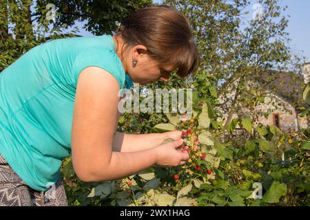 Eine Frau auf einer Plantage pflückt Himbeeren, eine Ernte Himbeeren Stockfoto