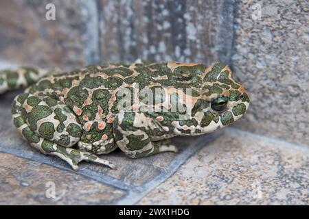 Der Frosch sitzt auf einem Felsen und jagt nach Fliegen, Bufo viridis Stockfoto