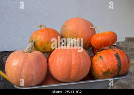 Reife Kürbisse in einer Schubkarre Stockfoto