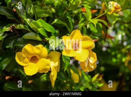 Allamanda schottii Blume, allgemein bekannt als Busch allamanda, ist ein Sträucher der Gattung Allamanda aus der Familie Apocynaceae. Santander Departement, Kolumbien Stockfoto