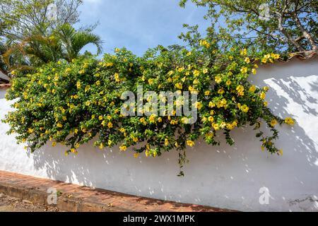 Allamanda schottii Blume, allgemein bekannt als Busch allamanda, ist ein Sträucher der Gattung Allamanda aus der Familie Apocynaceae. Santander Departement, Kolumbien Stockfoto