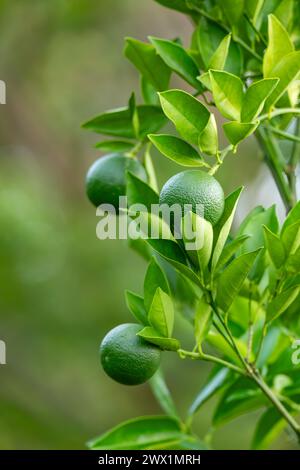 Unreif bitter, sauer, Sevilla, Bigarade oder Marmelade Orange, Zitrusbaum Citrus aurantium. Santander Departement, Kolumbien Stockfoto