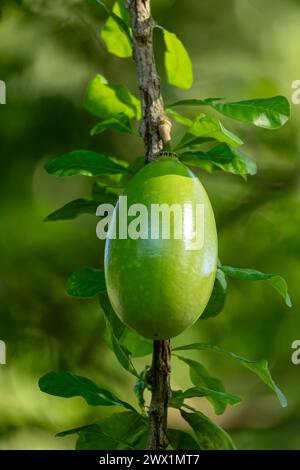 Crescentia cujete, auch bekannt als Calabash-Baum, ist eine in Amerika heimische blühende Pflanzenart. Departement Magdalena, Kolumbien Stockfoto