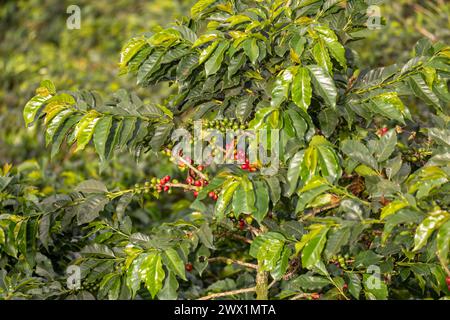 Coffea arabica, auch bekannt als Arabica-Kaffee, eine Art blühender Pflanze aus der Familie der Kaffee- und Krabbengewächse. Departement Antioquia, Kolumbien Stockfoto