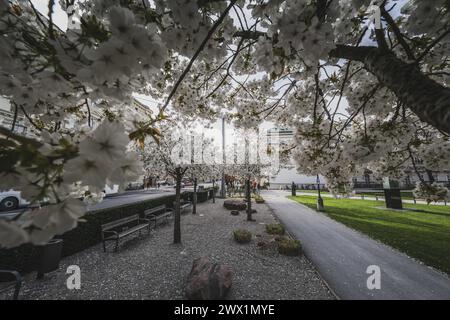 Der Kirschenhain im Kurgarten Mirabellgarten mit seinen elf weiß blühenden Kirschbäumen der Sorte 'Taihaku' entlang der Rainerstraße, eingebettet in ein japanisch anmutendes Ambiente aus Kies und roten Findlingen im Frühling am 26.03.2024. // der Kirschhain im Kurgarten Mirabellgarten mit seinen elf weiß blühenden Kirschbäumen der Sorte 'Taihaku' entlang der Rainerstraße, eingebettet in japanisches Ambiente aus Kies und roten Felsbrocken im Frühjahr am 26. März 2024. - 20240326 PD1738 Credit: APA-defacto Datenbank und Contentmanagement GmbH/Alamy Live News Stockfoto