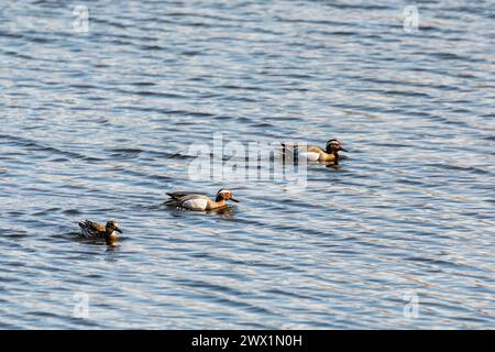 Garganey (Spatula querquedula), kleine Dabbling Ente. Es brütet in weiten Teilen Europas. Europäische Vogelwelt, Tschechische republik Stockfoto