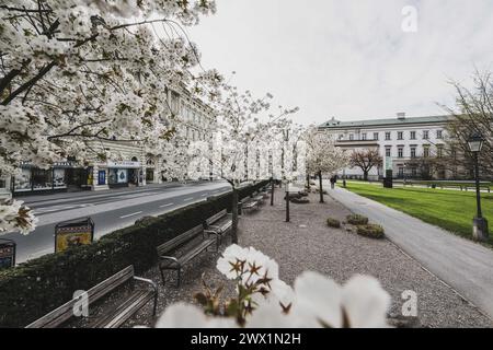 Der Kirschenhain im Kurgarten Mirabellgarten mit seinen elf weiß blühenden Kirschbäumen der Sorte 'Taihaku' entlang der Rainerstraße, eingebettet in ein japanisch anmutendes Ambiente aus Kies und roten Findlingen im Frühling am 26.03.2024. // der Kirschhain im Kurgarten Mirabellgarten mit seinen elf weiß blühenden Kirschbäumen der Sorte 'Taihaku' entlang der Rainerstraße, eingebettet in japanisches Ambiente aus Kies und roten Felsbrocken im Frühjahr am 26. März 2024. - 20240326 PD1725 Credit: APA-defacto Datenbank und Contentmanagement GmbH/Alamy Live News Stockfoto